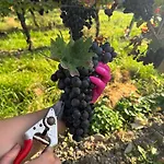 Weingut Tiliahof Nocleg ze śniadaniem 3*