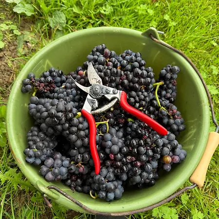 לינה וארוחת בוקר Weingut Tiliahof