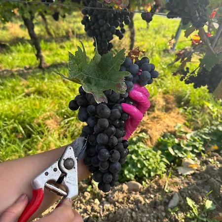 Weingut Tiliahof Nocleg ze śniadaniem 3*