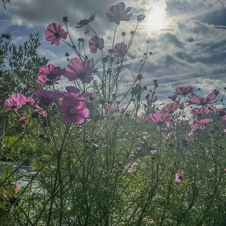 Nocleg ze śniadaniem Weingut Tiliahof Brauneberg