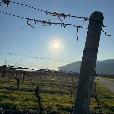 Weingut Tiliahof Bed & Breakfast Brauneberg