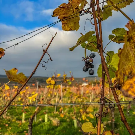 Weingut Tiliahof 3* בראונברג