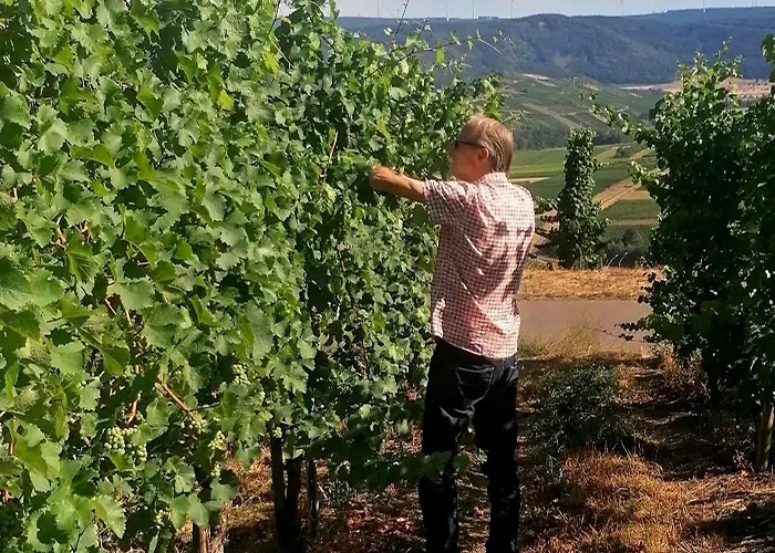Weingut Tiliahof Nocleg ze śniadaniem Brauneberg