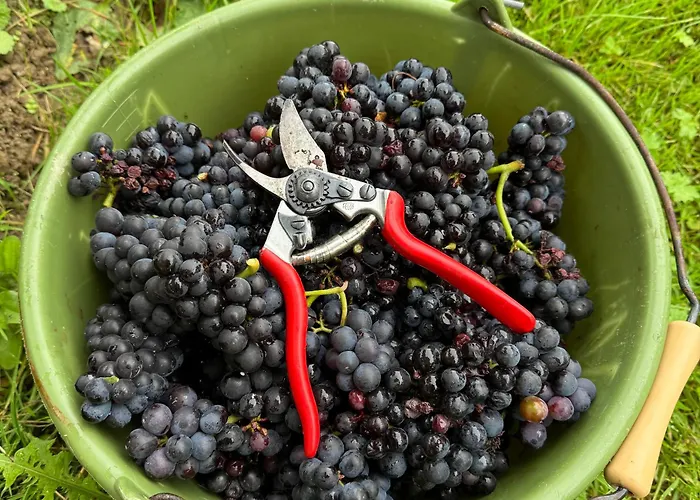 Nocleg ze śniadaniem Weingut Tiliahof