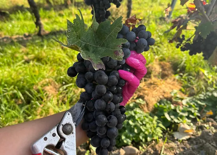 Weingut Tiliahof Nocleg ze śniadaniem 3*