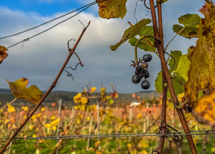 Weingut Tiliahof 3* Brauneberg